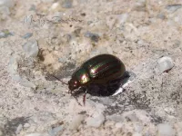 Rozemarijngoudhaan [Chrysolina americana]